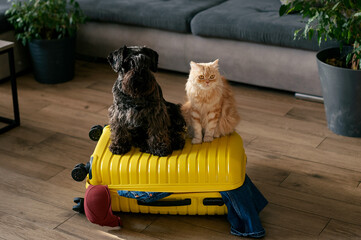 pets